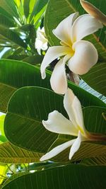 Close-up of white flowers