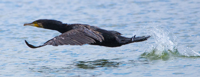 Close-up of eagle on sea