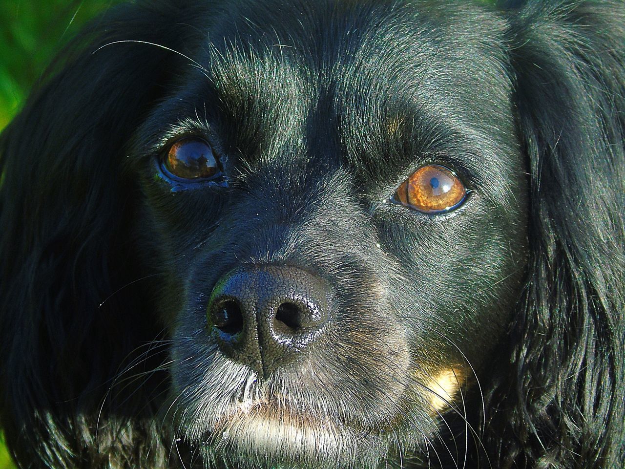 CLOSE-UP OF BLACK DOG