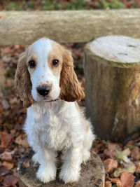 Portrait of dog sitting on land