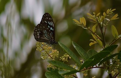 Close-up of butterfly pollinating flower
