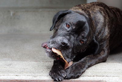 Close-up portrait of black dog