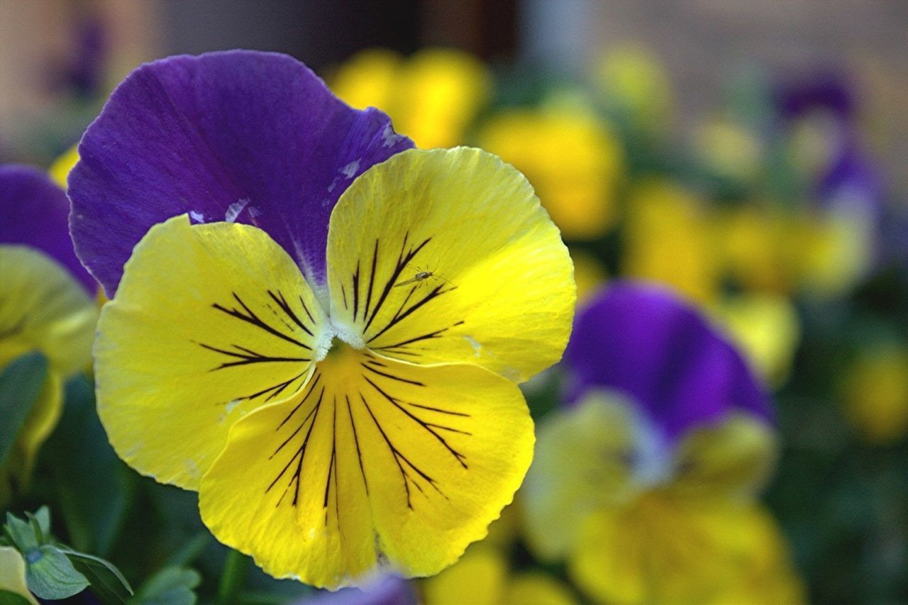 flower, petal, flower head, freshness, fragility, yellow, beauty in nature, focus on foreground, close-up, growth, blooming, nature, plant, purple, pollen, in bloom, stamen, day, single flower, vibrant color