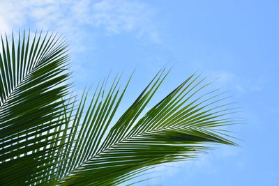 Low angle view of palm tree leaves against blue sky