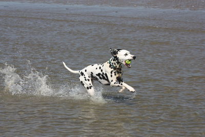 Dog running in a sea