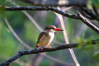 Close-up of bird perching on branch