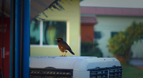 Close-up of bird in cage