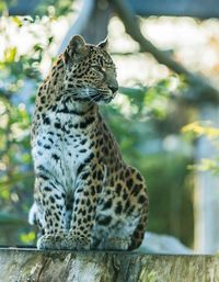 Close-up of a cat looking away