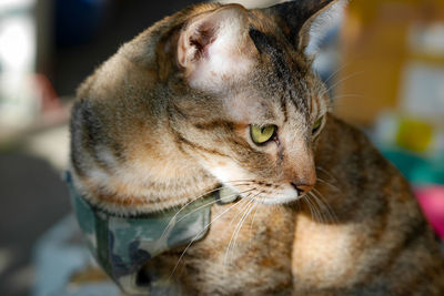 Close-up of a cat looking away