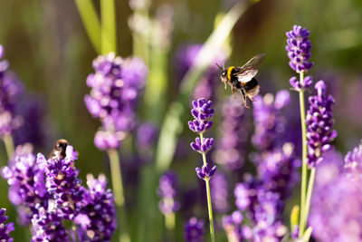 Bee pollinating on purple flower