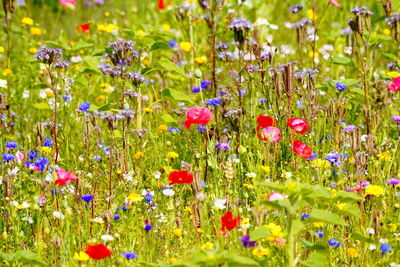 Fresh purple flowers in field