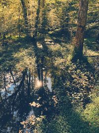 Sunlight streaming through trees in forest