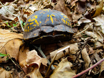 Close-up of a reptile on dry leaves