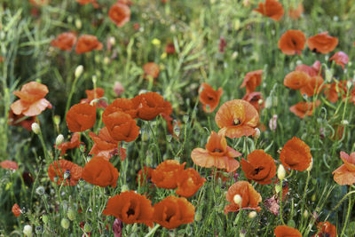 Close-up of poppy flowers in field