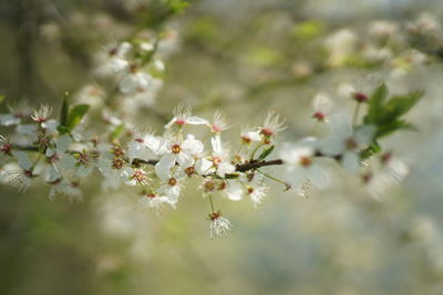 Close-up of cherry blossoms on plant