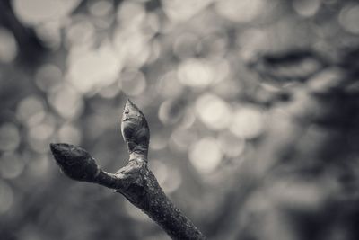 Close-up of a bird on branch