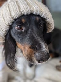 Close-up portrait of dog