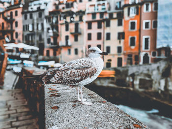 Seagull perching on retaining wall against buildings