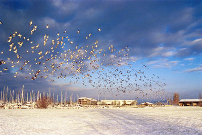 Flock of birds flying over landscape