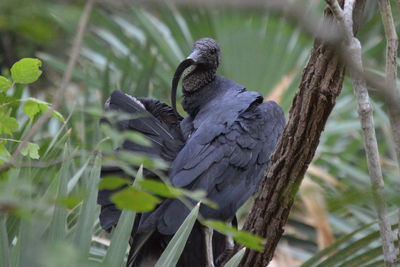 A black vulture grooming its feathers while perched on a branch