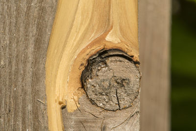 Close-up of old wooden post on tree trunk