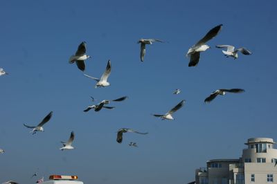 Low angle view of birds flying against clear sky