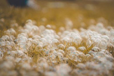 Full frame shot of corn