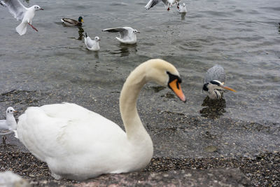 Swans swimming in lake