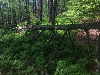 Trees in forest