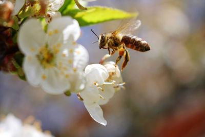 Close-up of bee pollinating on white flower