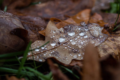 Close-up of raindrops on dry leaves