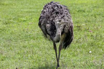 Side view of a bird on field