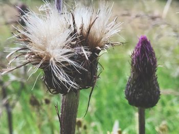 Close-up of thistle