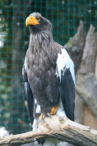 Close-up of eagle perching on branch in zoo