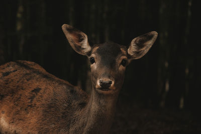 Close-up of deer