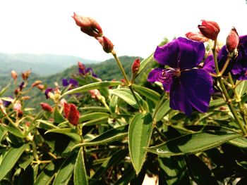 Close-up of flowers blooming outdoors