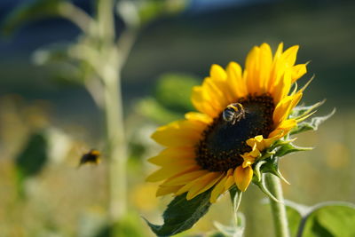 Close-up of butterfly pollinating on yellow flower