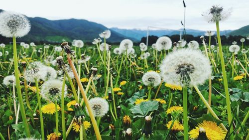 Close-up of white dandelion flowers blooming on field