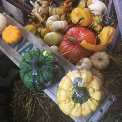 Close-up of pumpkins