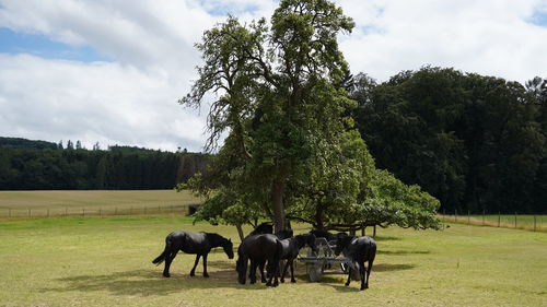 Black horses under tree on a field