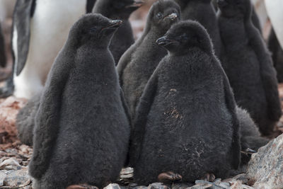 Adélie penguin chicks in hope bay on trinity peninsula, on the antarctic peninsula.