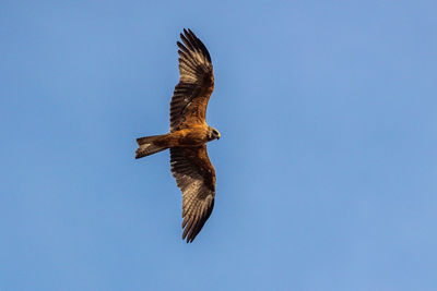 Low angle view of eagle flying in sky