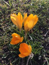 Close-up of yellow crocus blooming on field