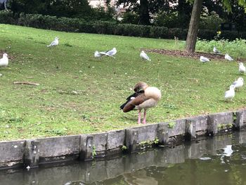 Ducks on a lake