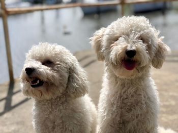 Close-up portrait of dogs