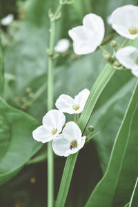 Close-up of white flowering plant