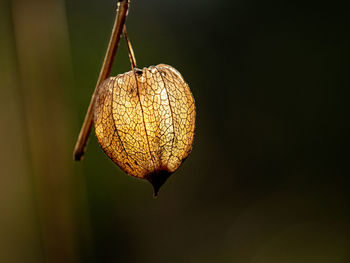 Close-up of fruit hanging on dry plant