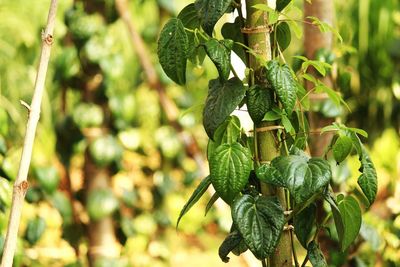 Close-up of berries growing on tree