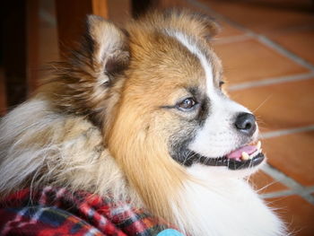 Close-up of a dog looking away at home