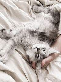 Silver maine coon kitten resting on hand